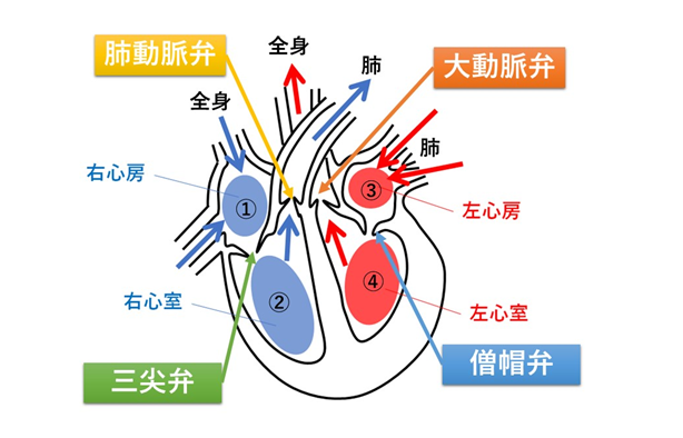 心臓弁膜症